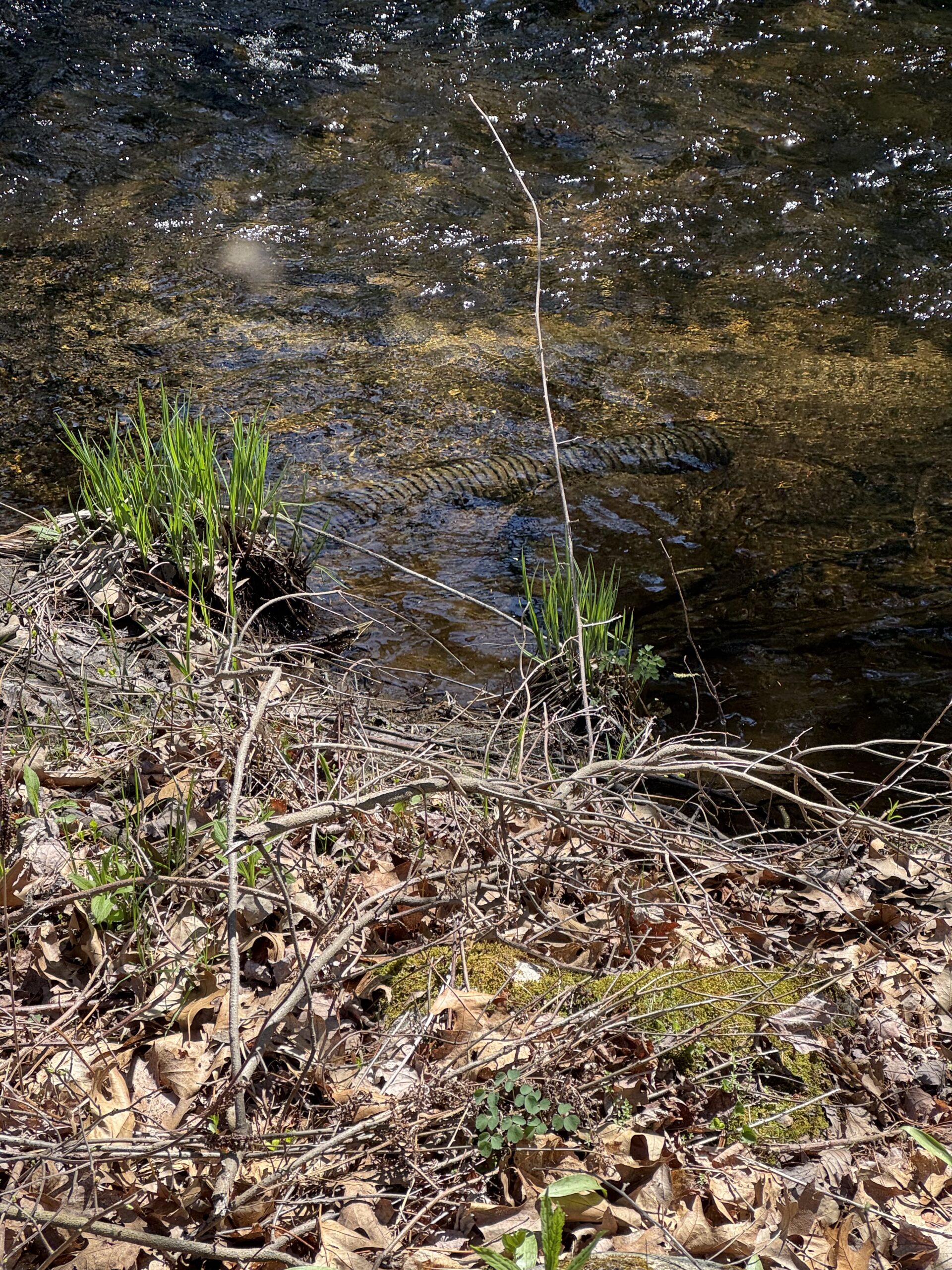 A close-up of a waterway at Beaver Brook