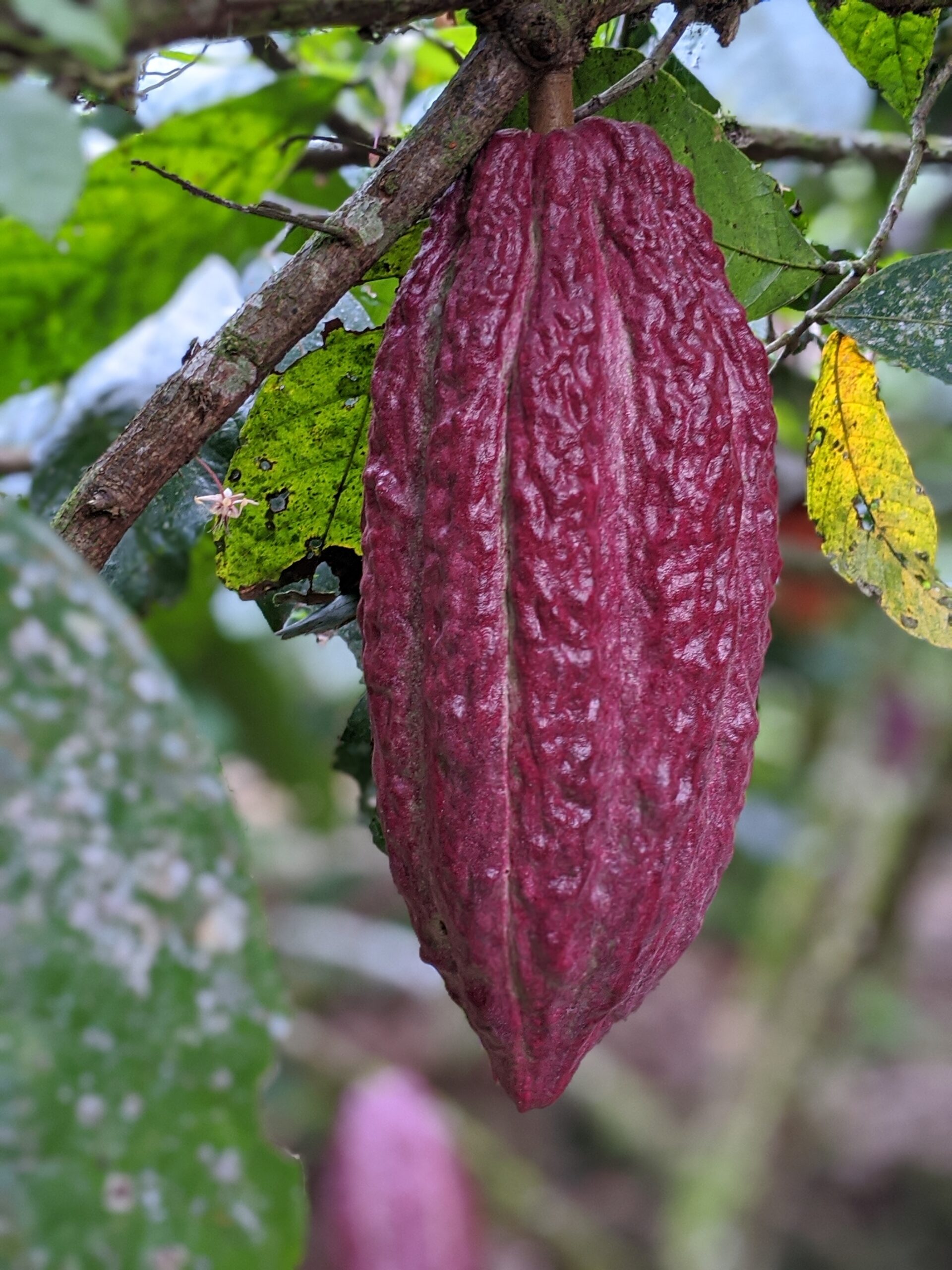 A reddish cacao pod hangs from a branch. Photo by Lori Shapiro.