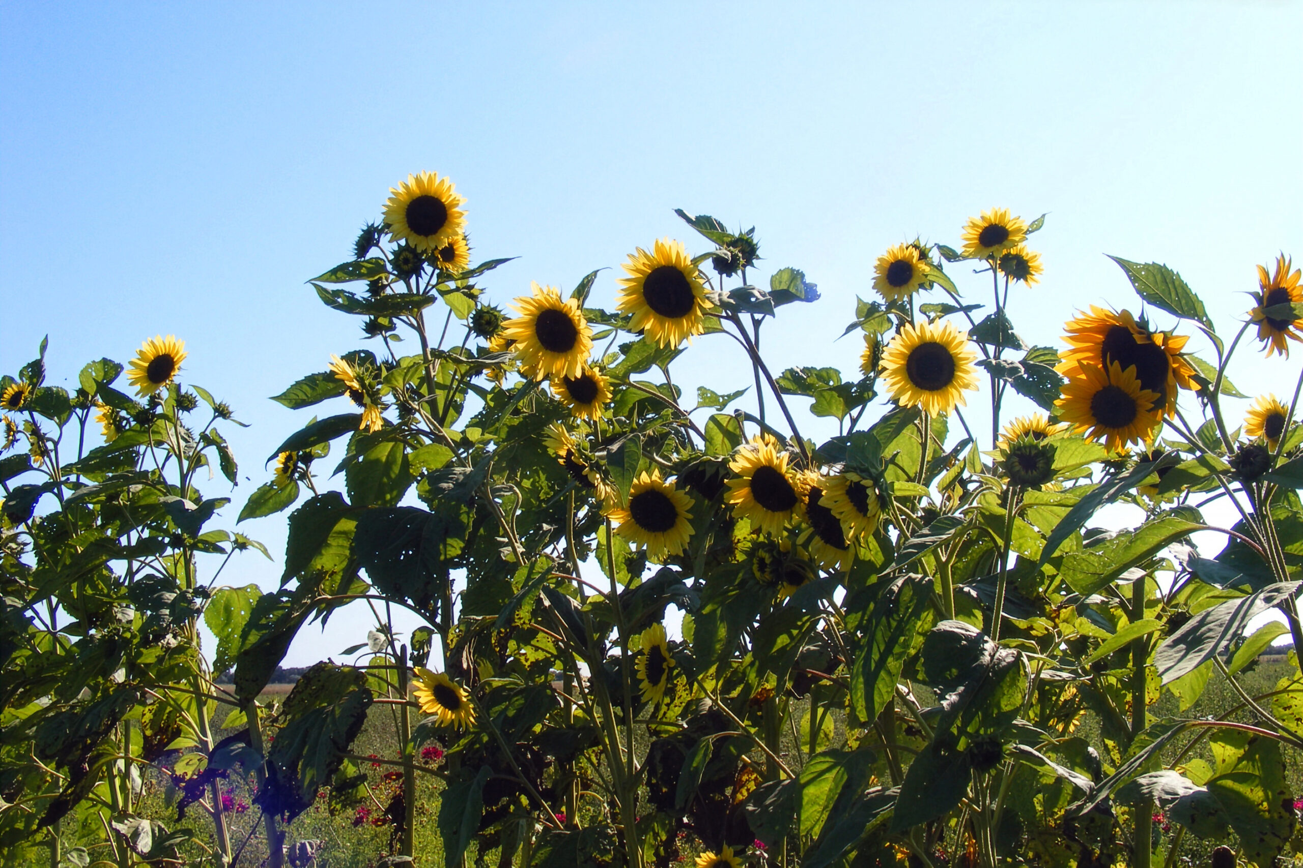 Sunflowers at The FARM Institute on Martha's Vineyard.