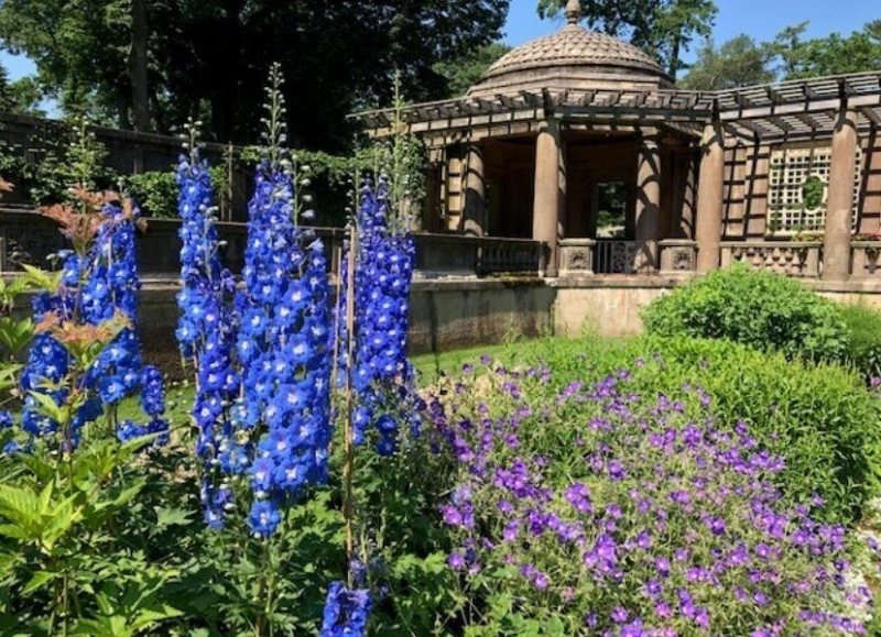Tea House and Delphinium