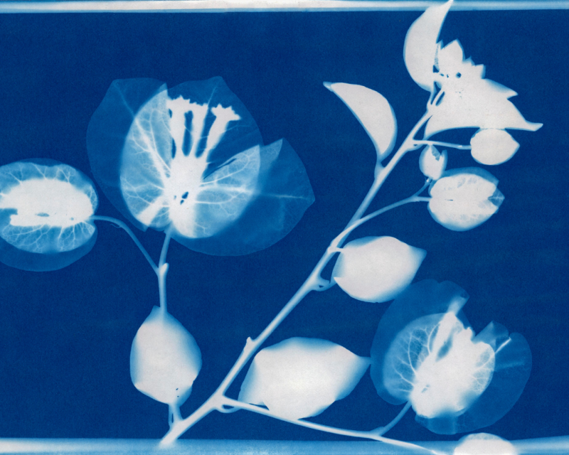 cyanotype