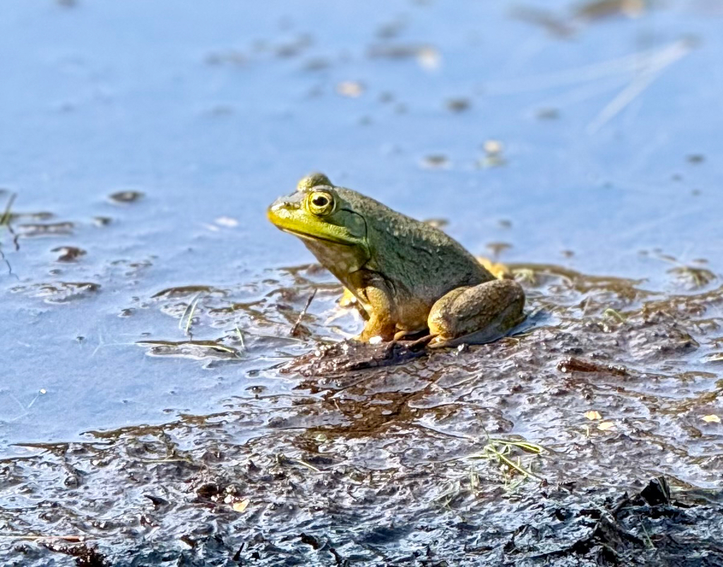 An american bullfrog perches next to a pond