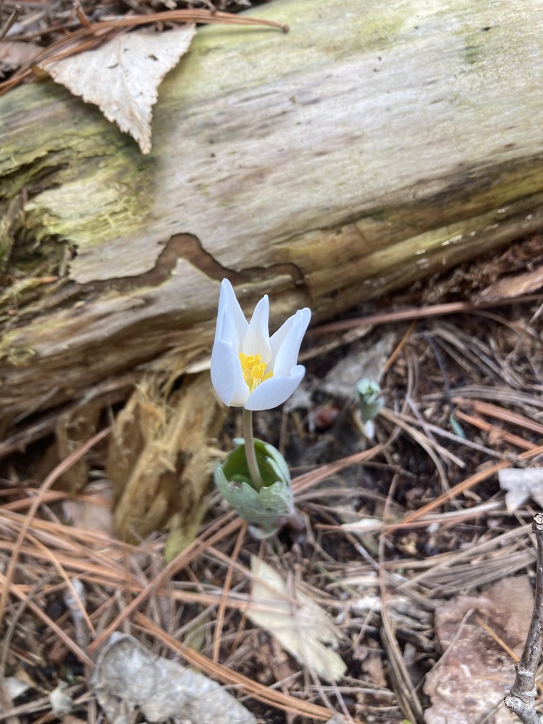 Bloodroot © Jackie Anderson Yee.