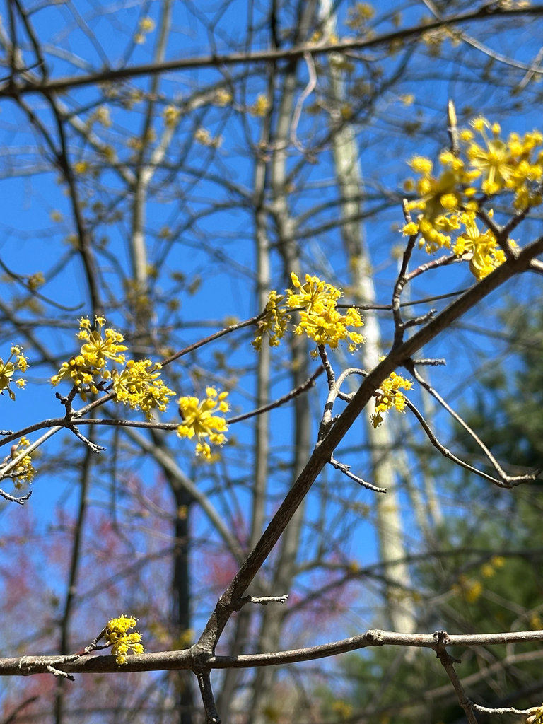 Cornelian Cherry Observed by Robert Killam