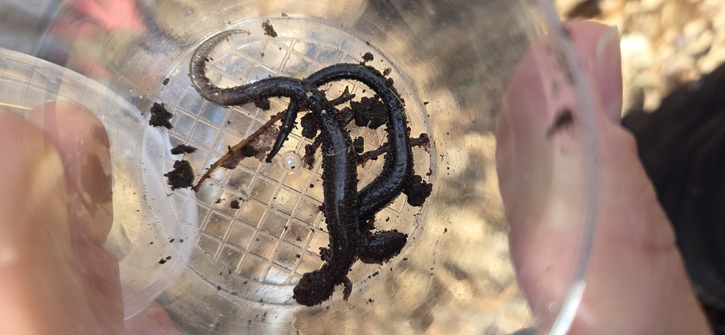 Two salamanders in a cup