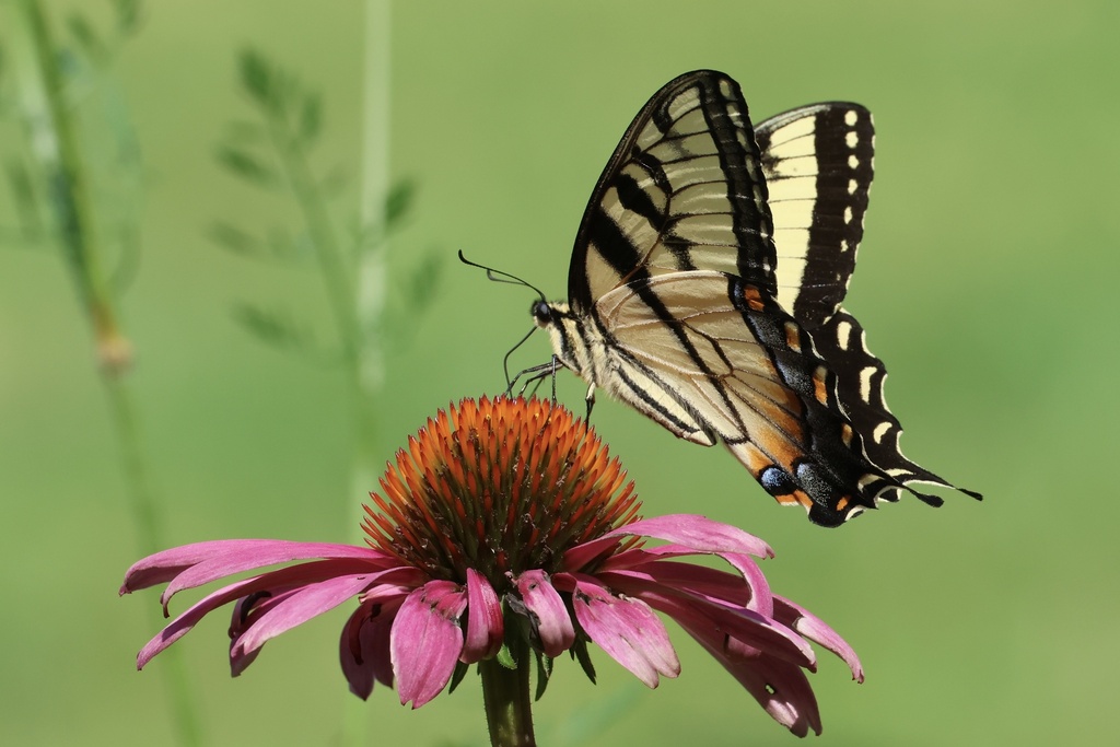 An eastern tiger swallowtail perches on a flower