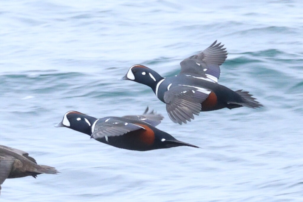 Two harlequin ducks fly over the water