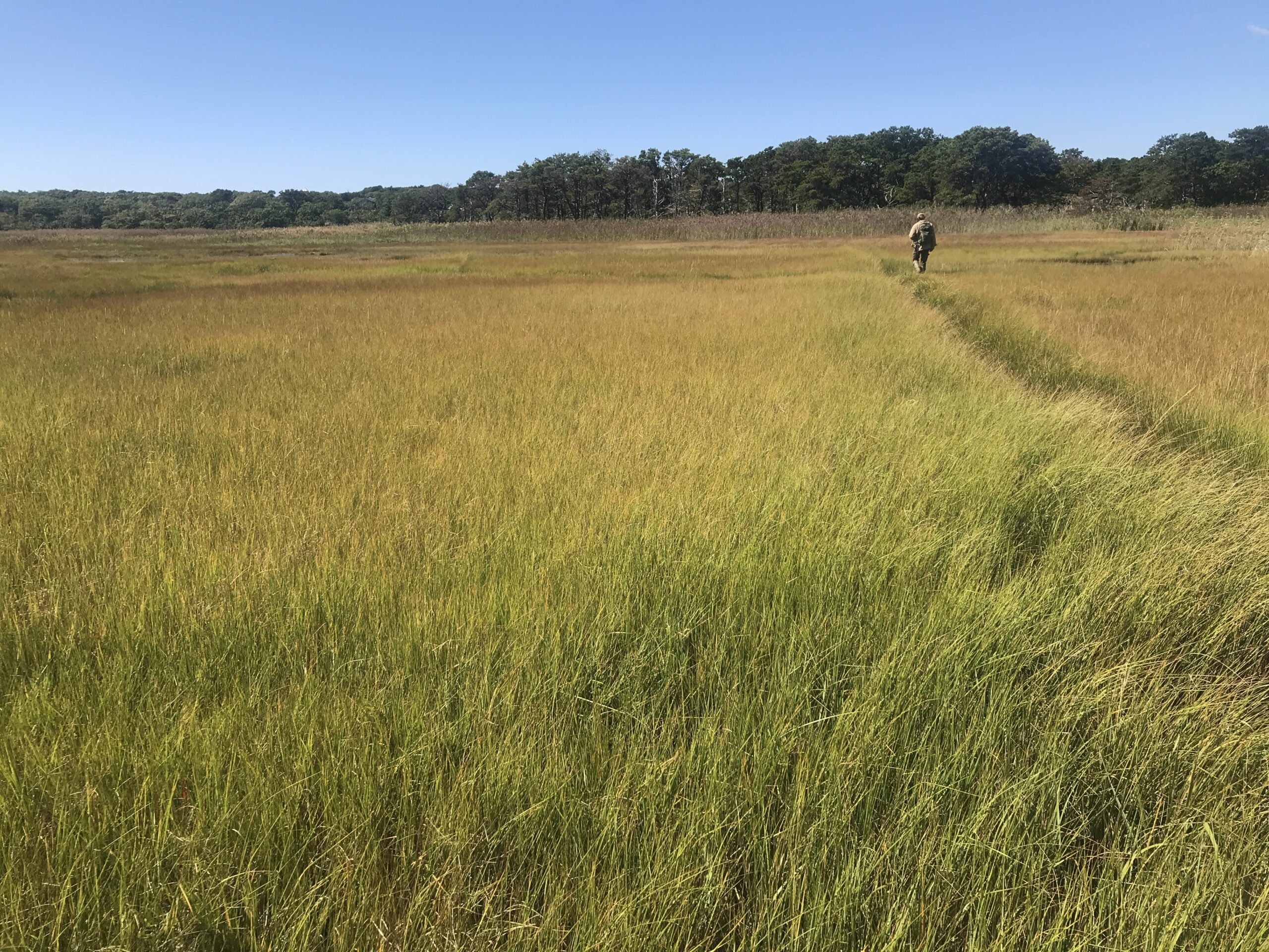 Saltmarsh on Chappaquiddick