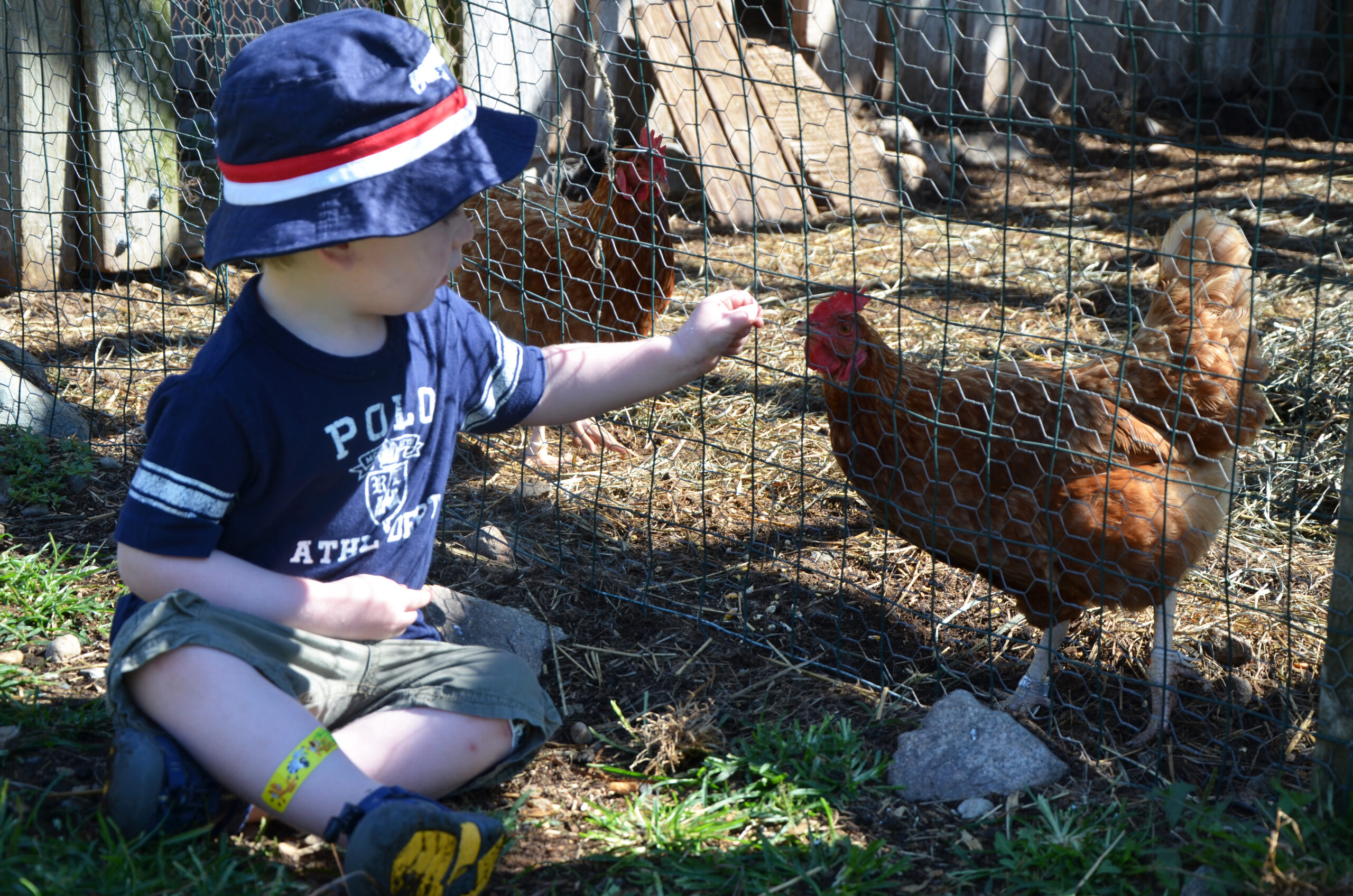 A child feeds at chicken at Weir River Farm in Hingham, MA.