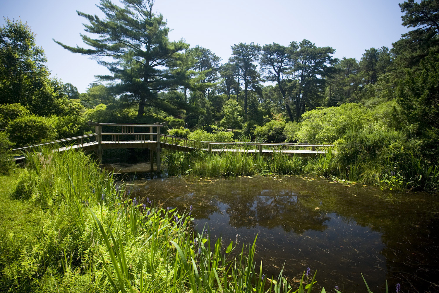 Mytoi, Chappaquiddick Island. Photo by Tom Kates.