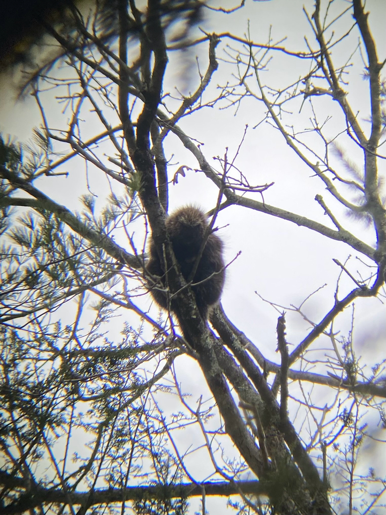 A North American Porcupine in a tree