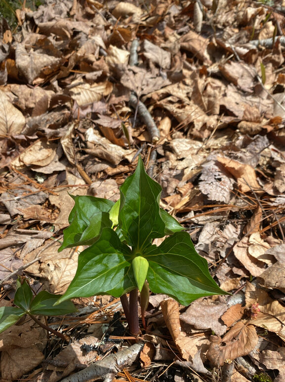 A green leafy plant emerges from brown leaves on the forest floor