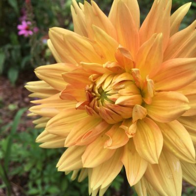 dahlia