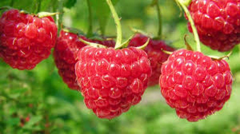 Raspberry