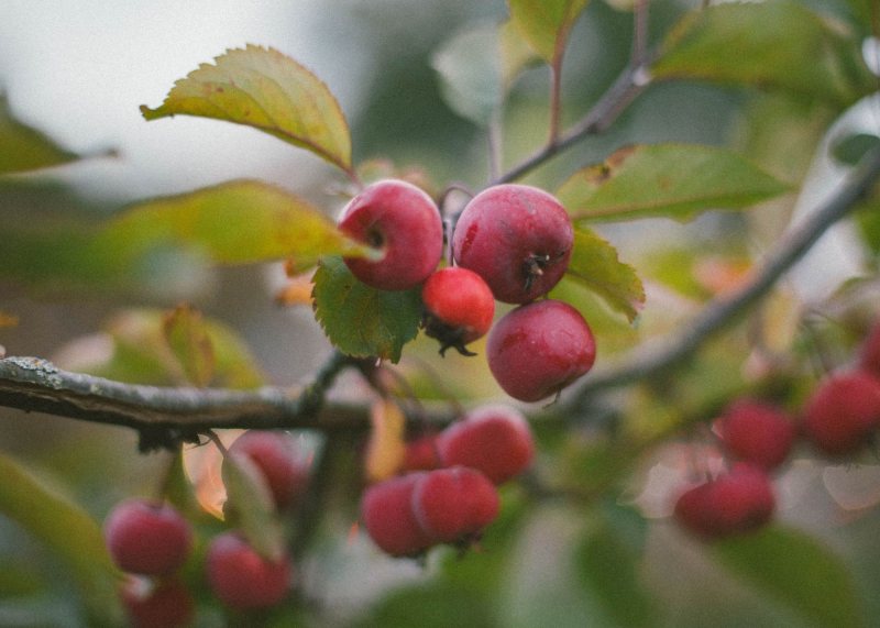 apple orchard