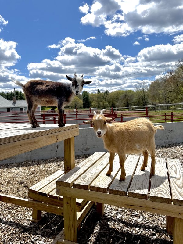 Family Farm Chores