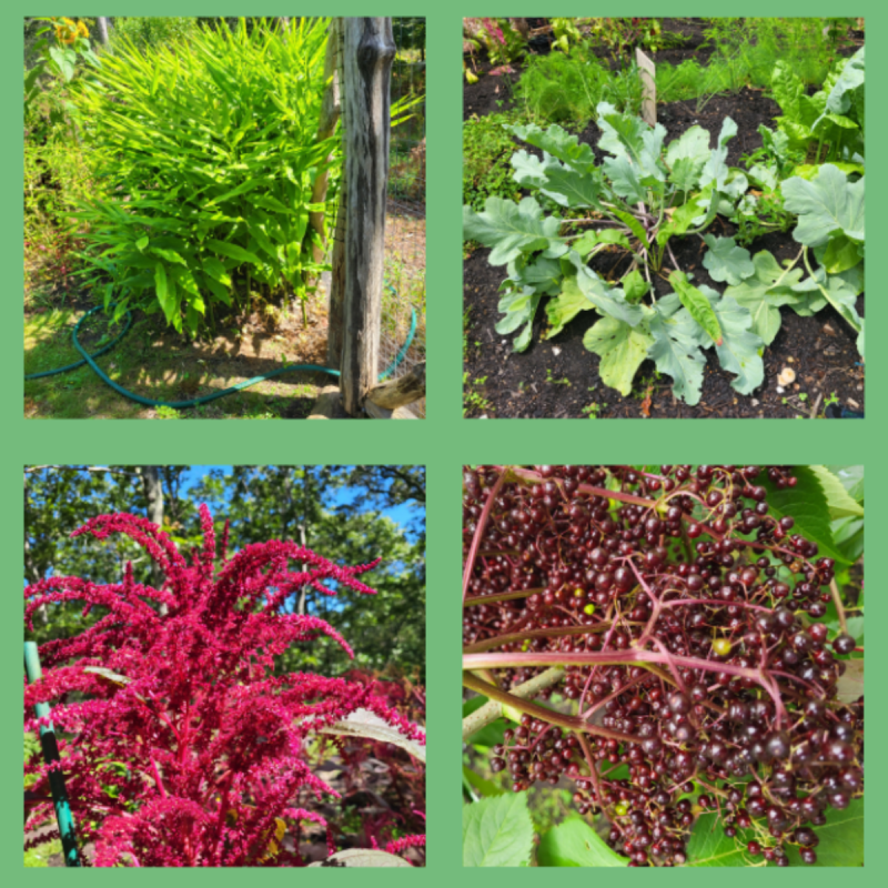 food forest