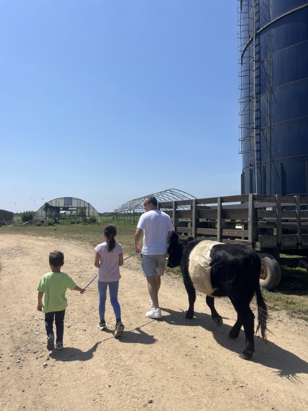 cow connection
