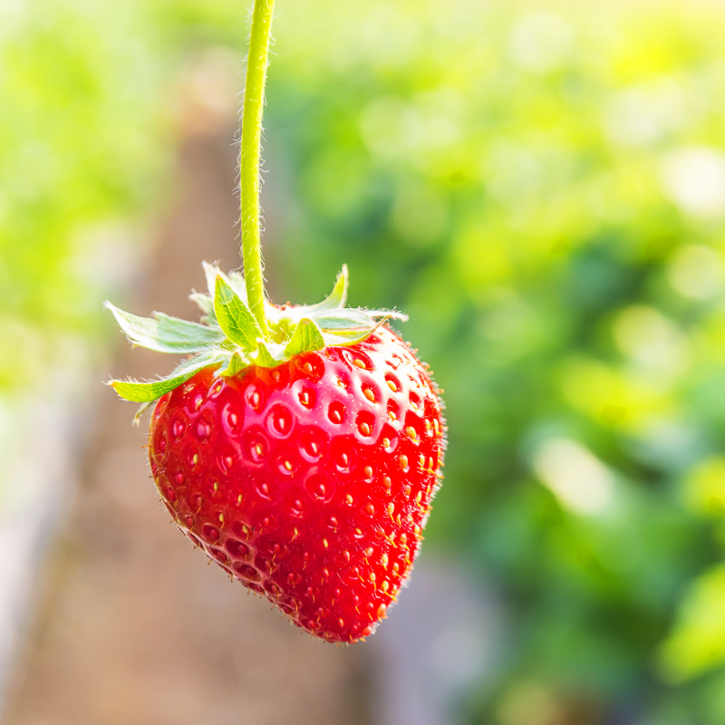strawberry