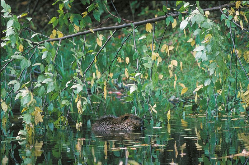 Beaver