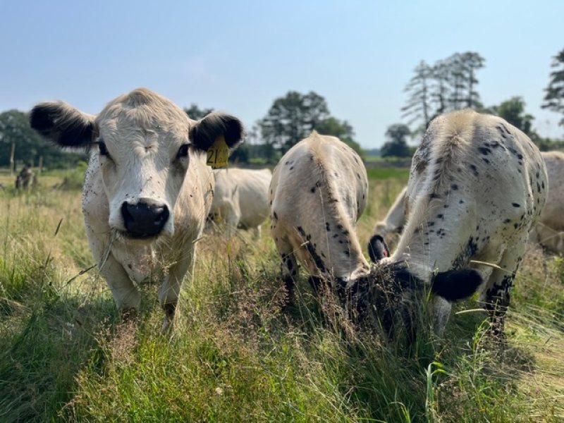 Beef Herd Cow