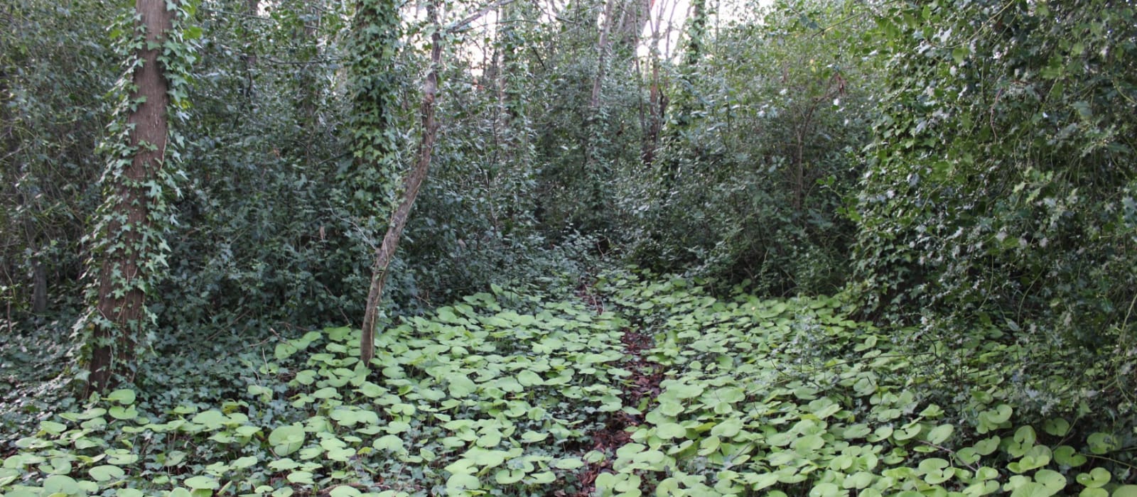 A green lush forest