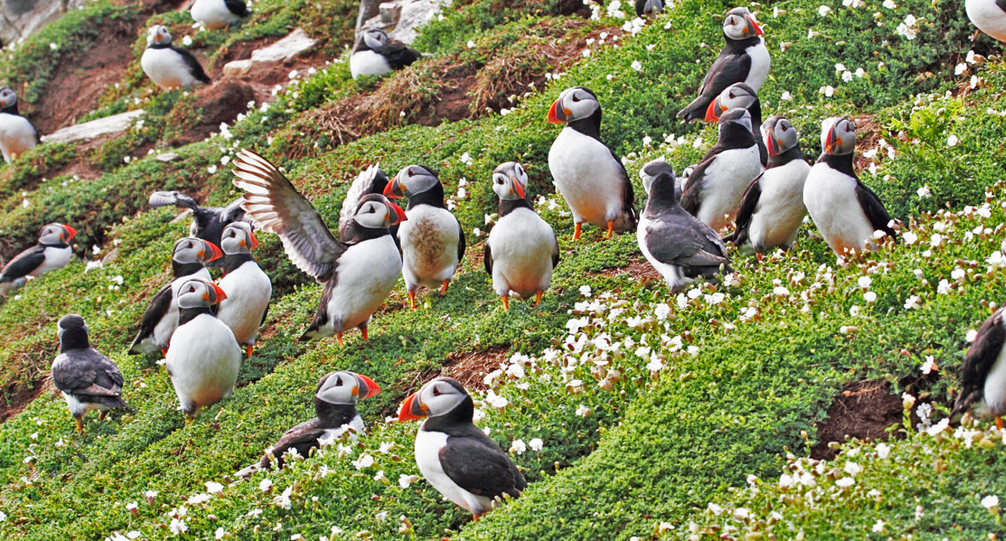 A group of black and white birds with orange beaks on a grassy hill