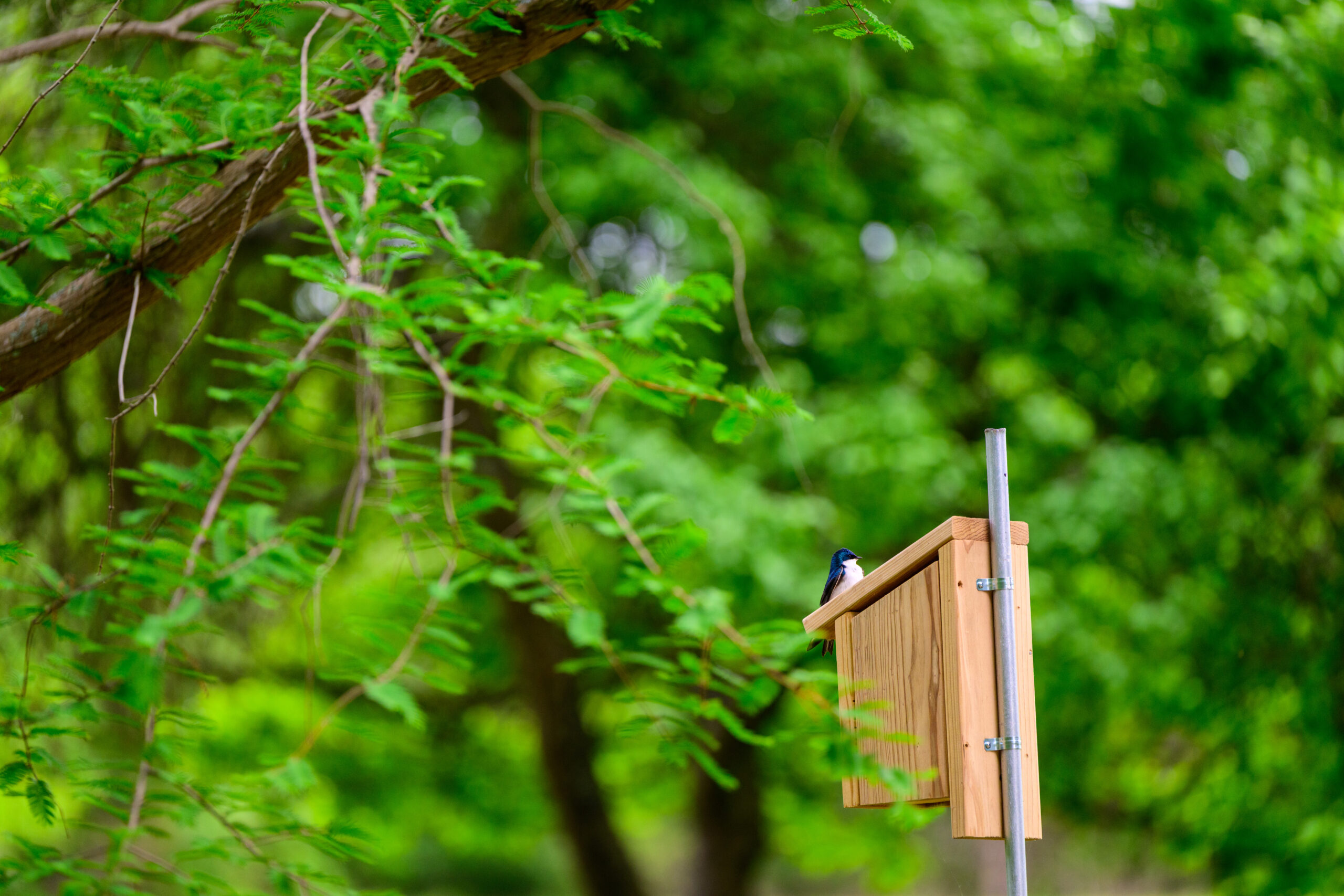 A bird perched on a house in greenery
