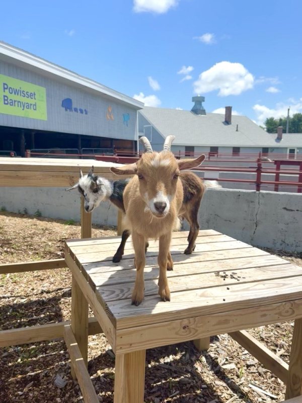 powisset goats