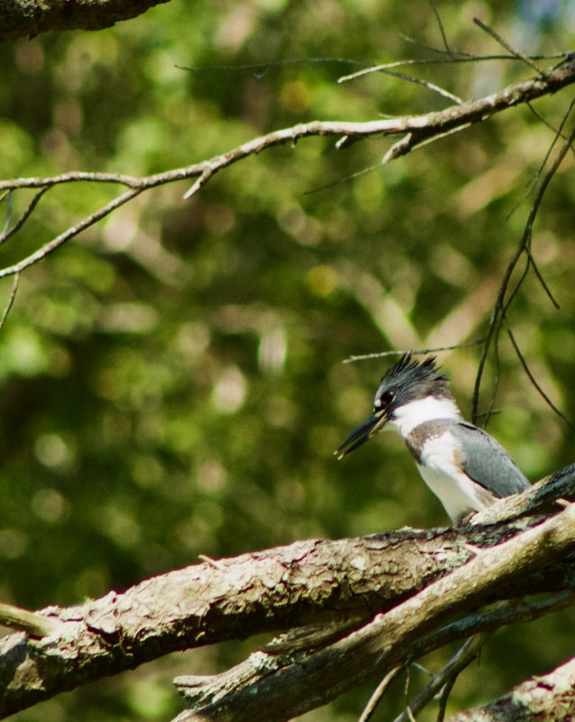 bird