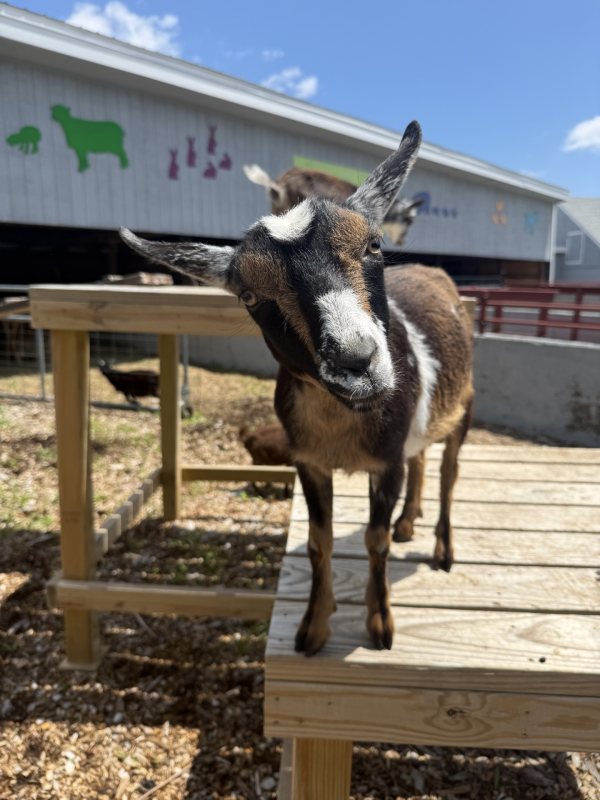 barnyard