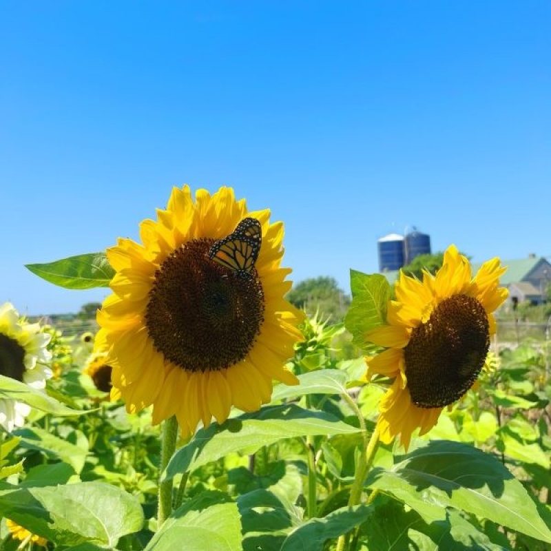 sunflower cropped