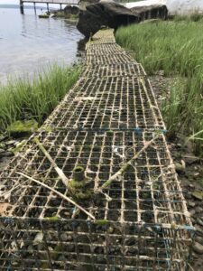 lobster traps being used for salt marsh building