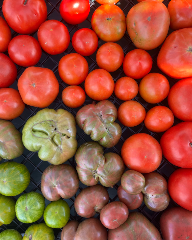 tomatoes