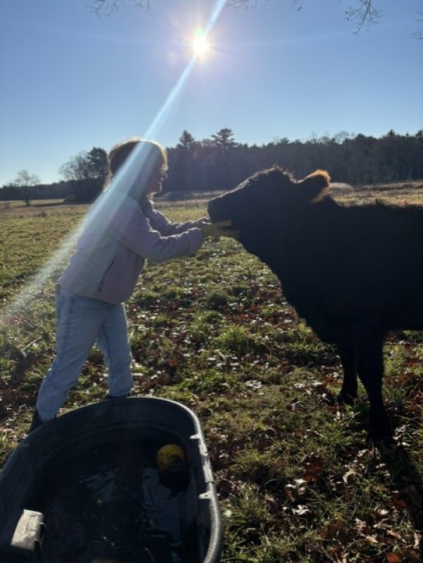 cow connection