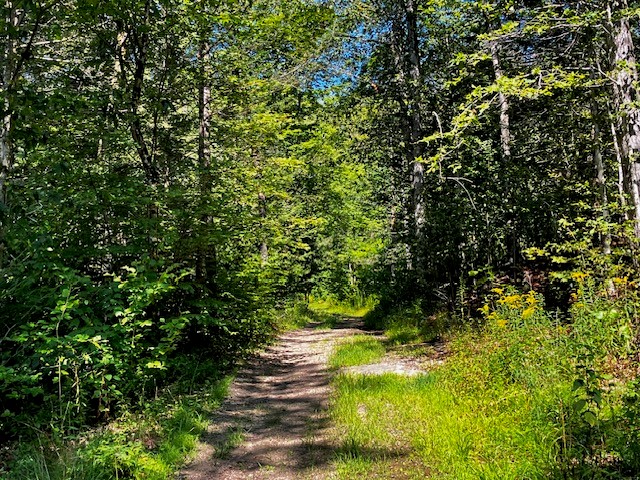 A dirt path extends through a green and lush forest.