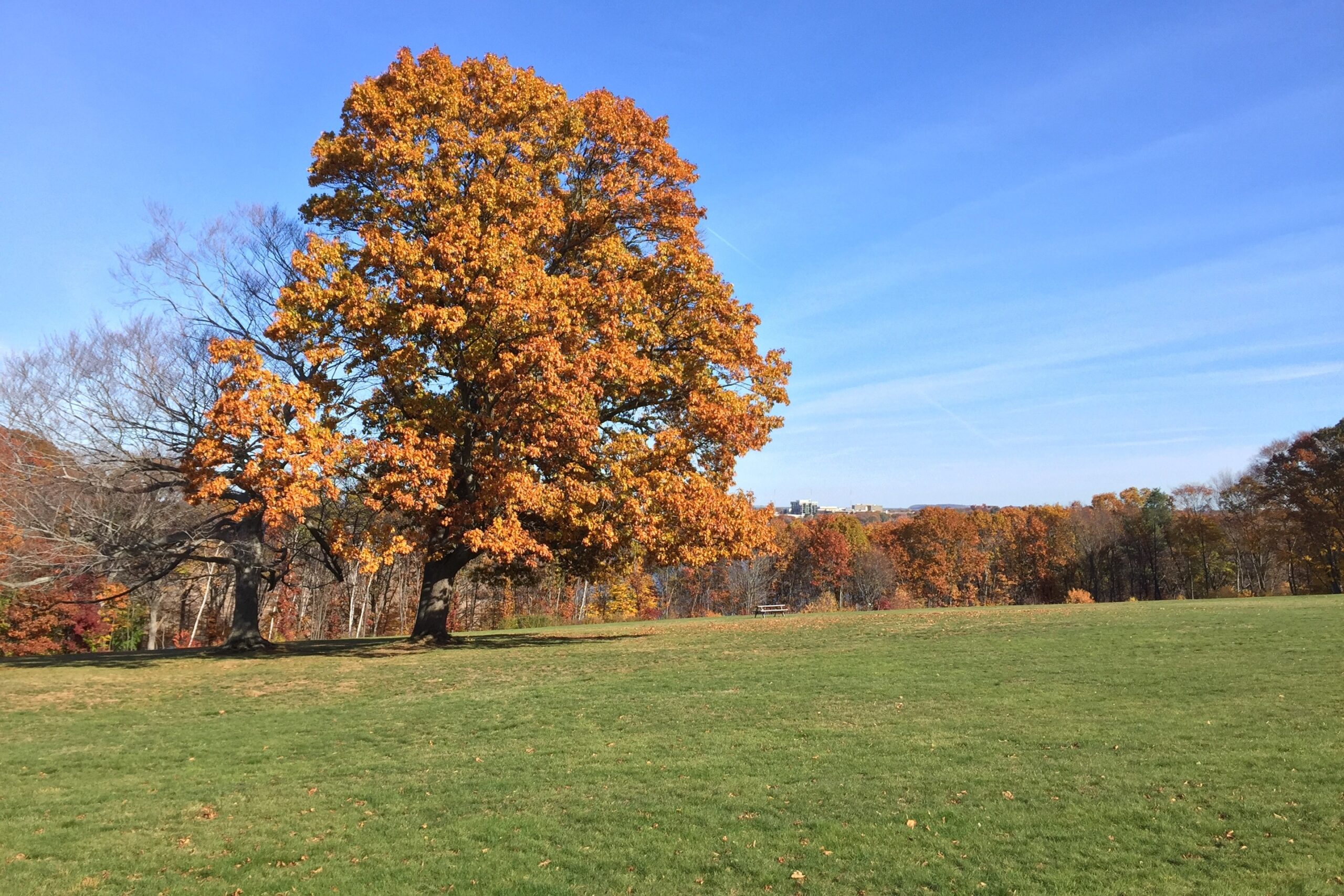 Governor Hutchinson's Field in the Fall with foliage
