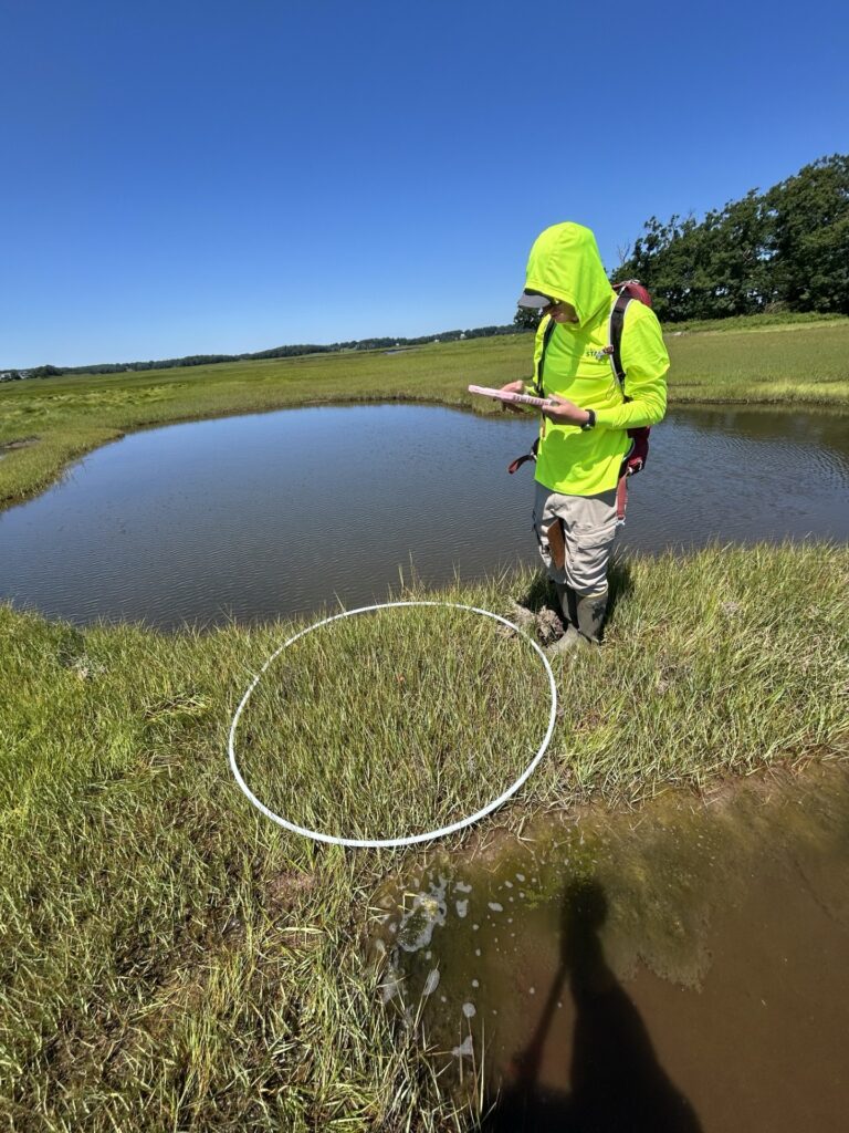 How Monitoring Protects Wildlife During Great Marsh Restoration: Inside ...