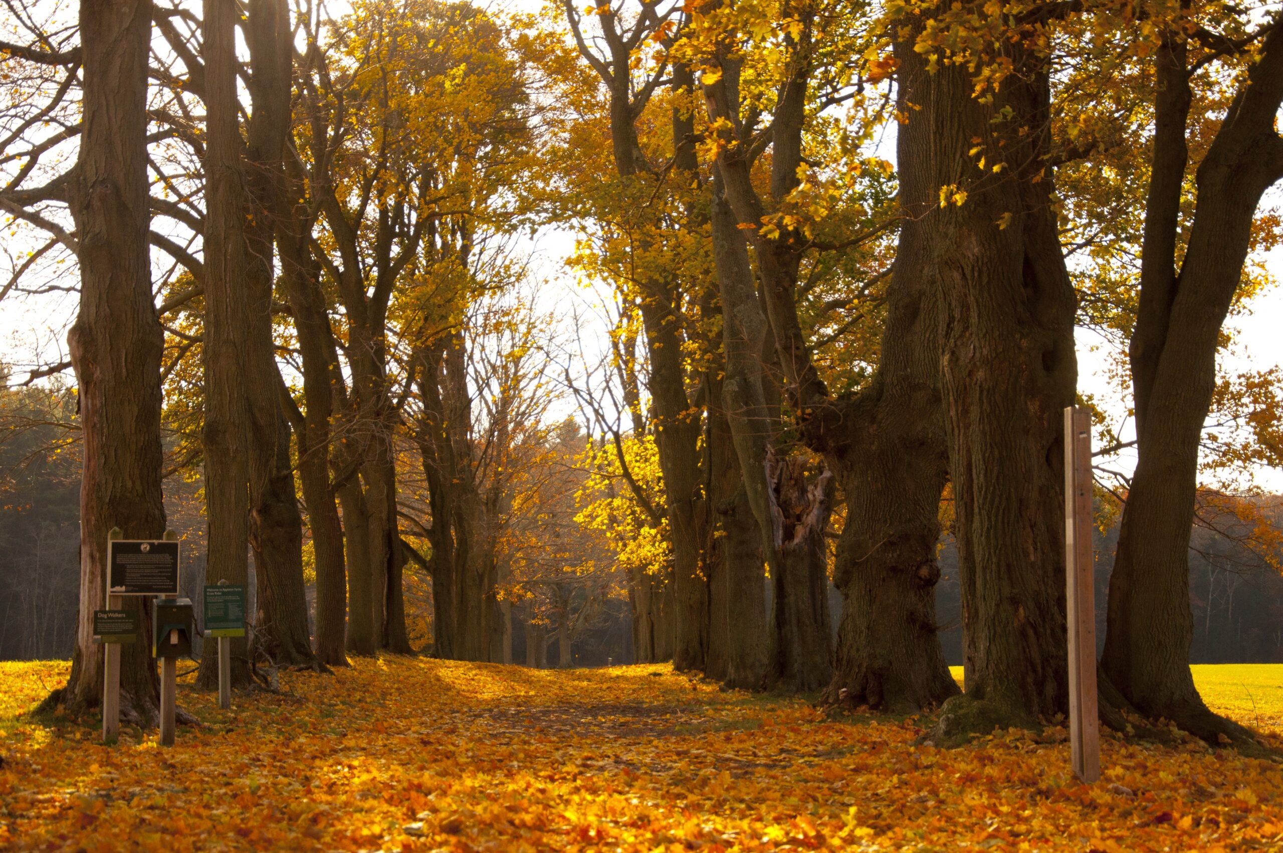 Appleton Farms Grass Rides in the Fall