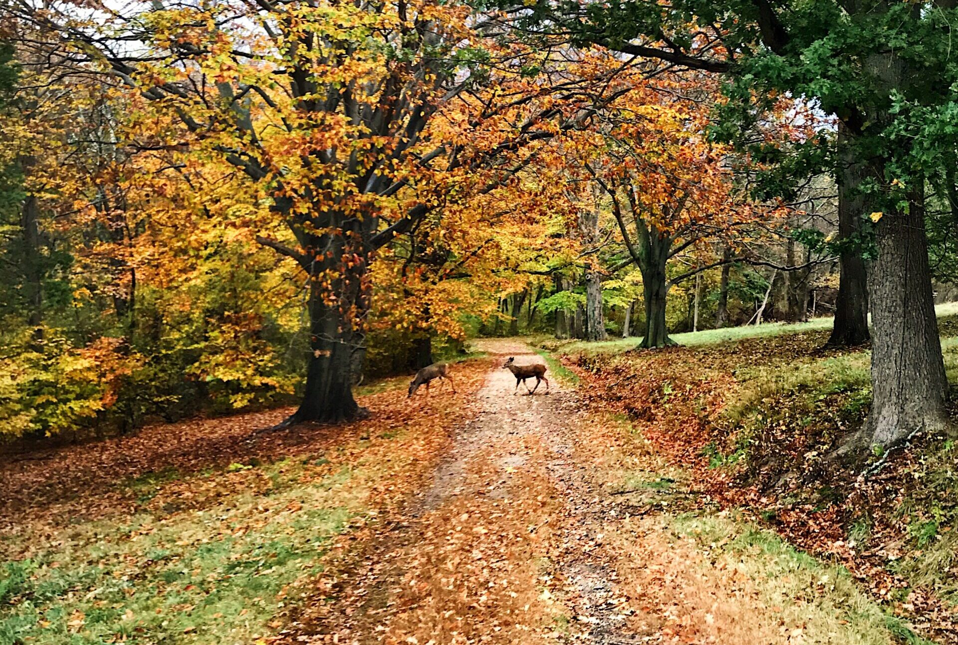 A deer darts across a trail at world's end during the fall