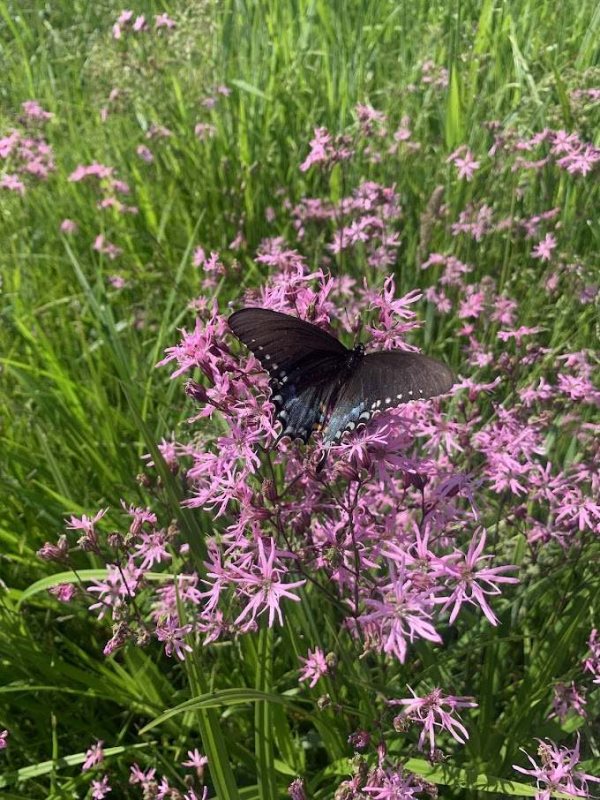 Butterfly Bioblitz