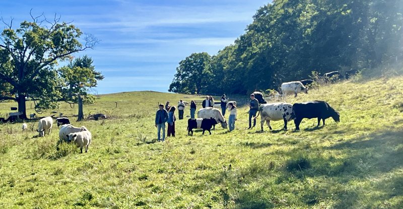Coffee with the Cows at Appleton Farms