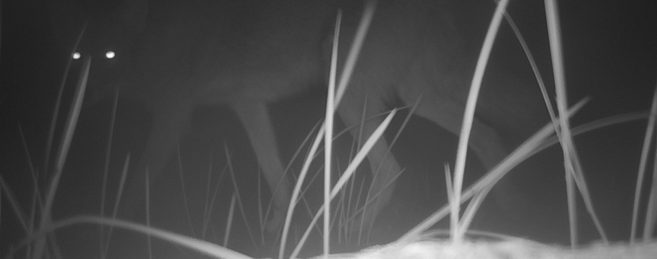 Trail camera capture of a coyote on a Trustees property