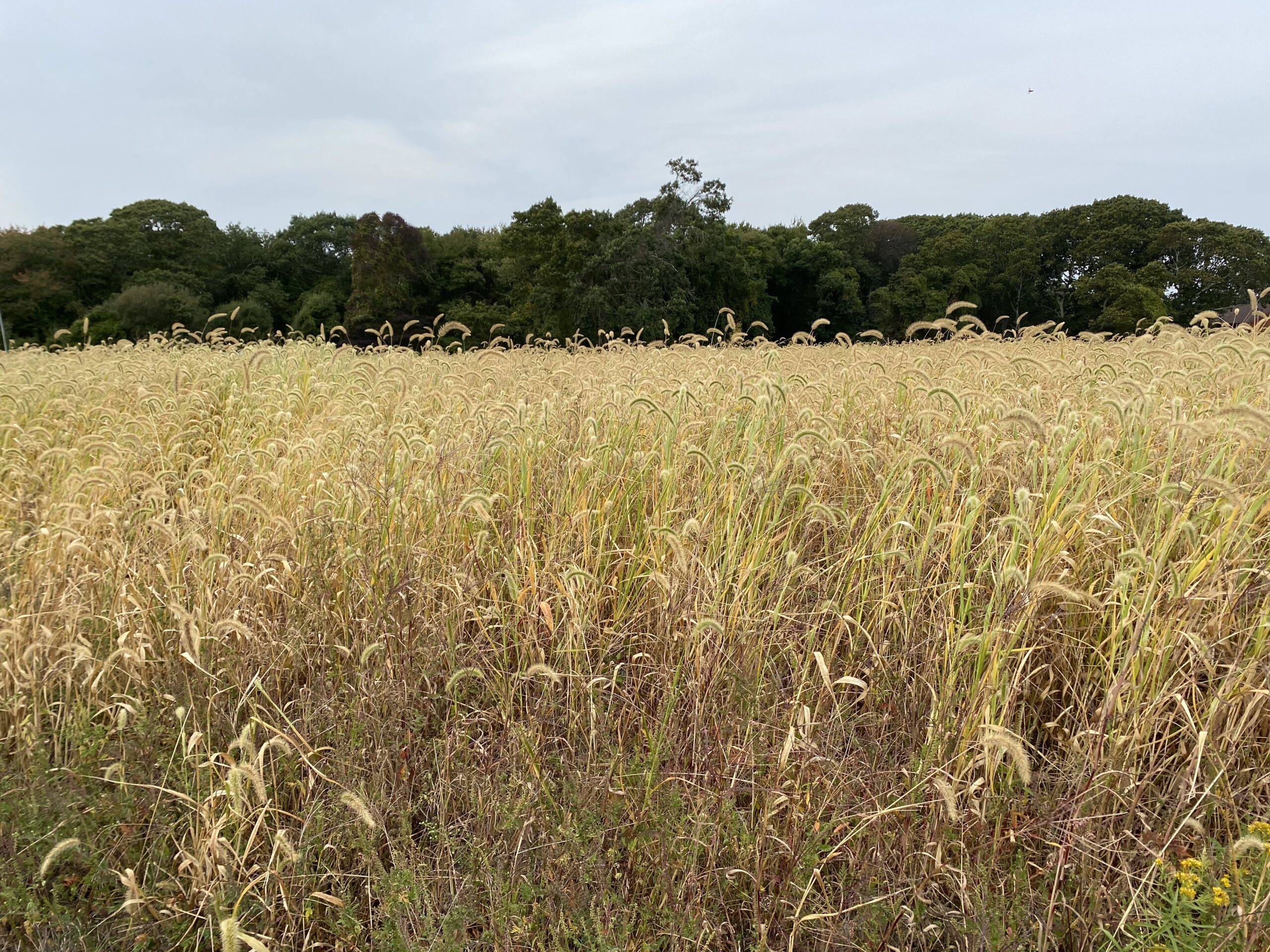 A field of tall grasses