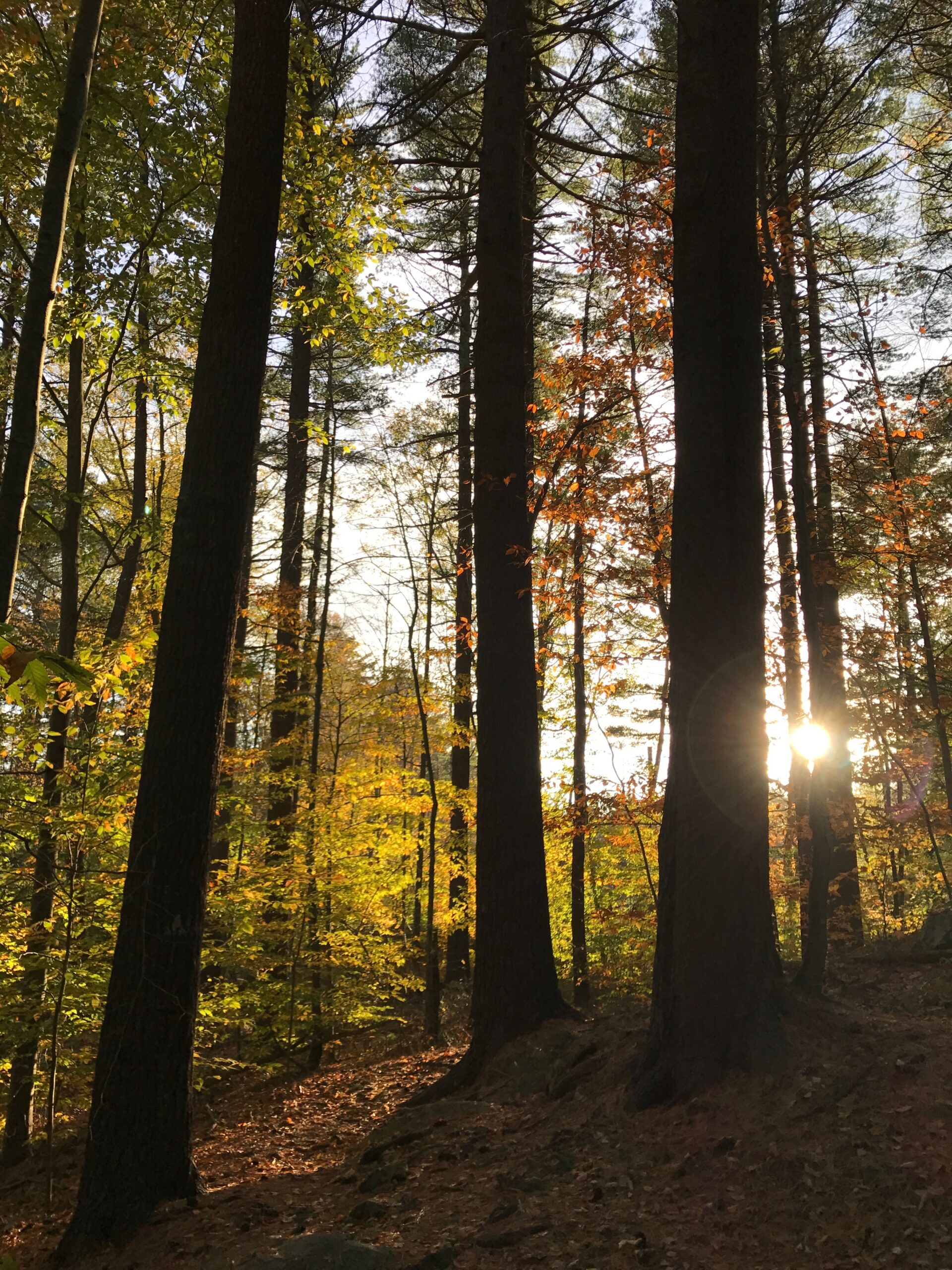 Sunlight shines through trees full of fall color